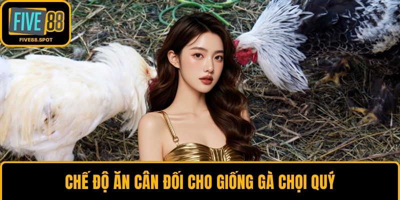 Chế độ ăn cân đối cho giống gà chọi quý
