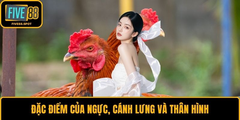 Đặc điểm của ngực, cánh lưng và thân hình