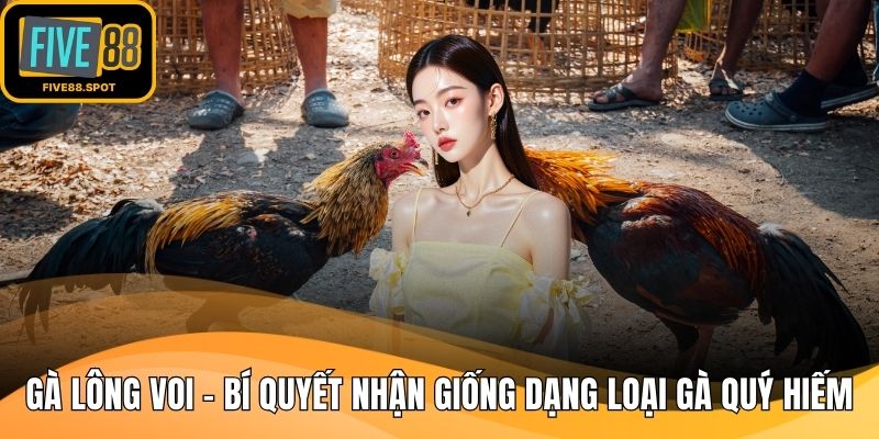 Gà lông voi