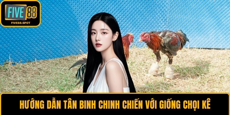 Hướng dẫn tân binh chinh chiến với giống chọi kê