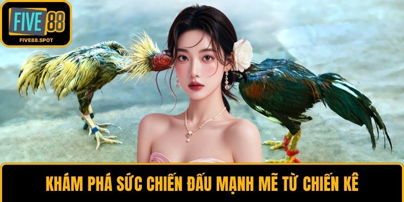 Khám phá sức chiến đấu mạnh mẽ từ chiến kê