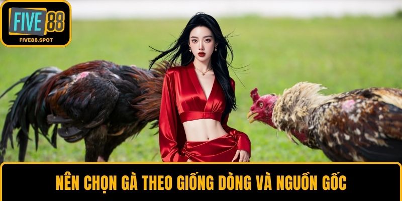Nên chọn gà theo giống dòng và nguồn gốc