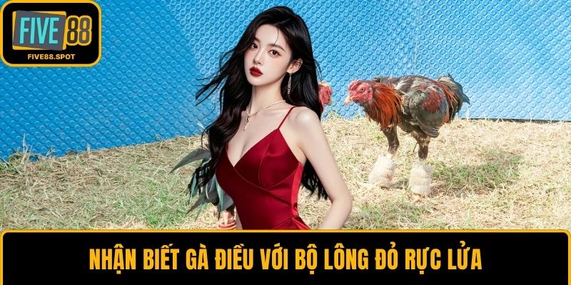 Nhận biết gà điều với bộ lông đỏ rực lửa
