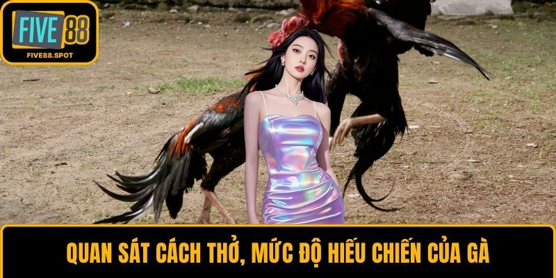 Quan sát cách thở, mức độ hiếu chiến của gà