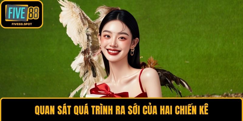 Quan sát quá trình ra sới của hai chiến kê