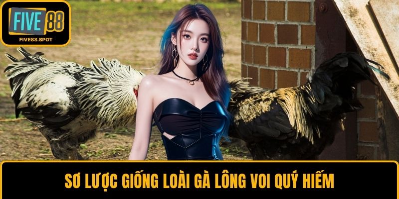 Sơ lược giống loài gà lông voi quý hiếm