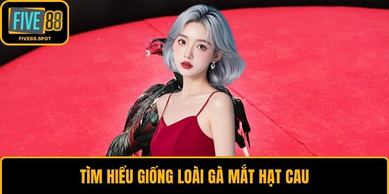 Tìm hiểu giống loài gà mắt hạt cau