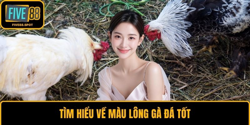 Tìm hiểu về màu lông gà đá tốt